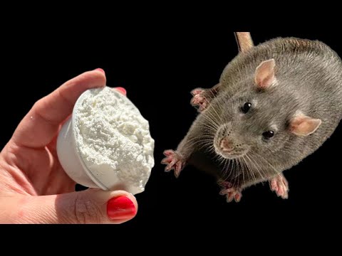 Mice and rats will run away from this natural remedy immediately! Get rid of rodents now