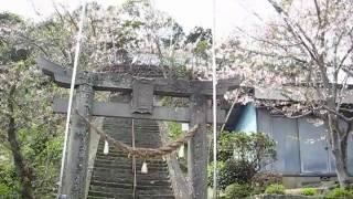 preview picture of video '佐賀県伊万里市浦ノ崎の疫神社の桜/20100402'