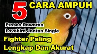 Download lagu Proses Rawatan Lovebird Jantan Single Fighter Paling Lengkap Dan Akurat mp3