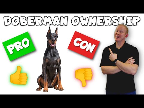 image-What are the disadvantages of Doberman?