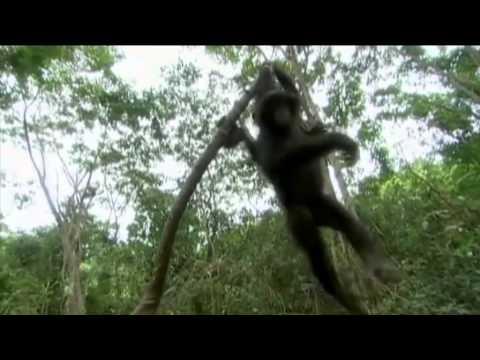 Ghosts of Lomako - In Search of the Last Bonobos