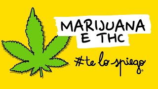 HOW MARIJUANA (CANNABIS) AND THC WORK | #TELOSPIEGO