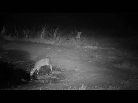 Djuma: Leopard-Hosana male attempts to stalk thirsty Duiker male at the pan - 00:27 - 06/23/19