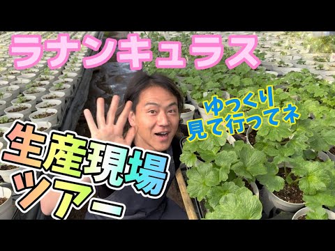 園芸 ウェーバーのリュウゼツラン