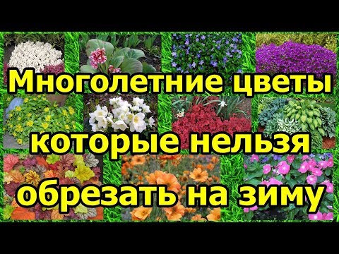 Многолетние цветы, которые НЕЛЬЗЯ обрезать на зиму.