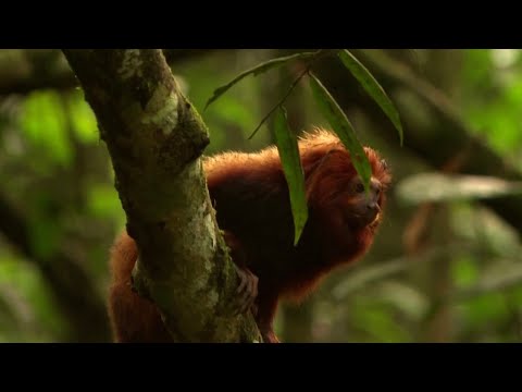 Forest bridge in Brazil offers hope for threatened monkey