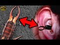 What Do Earwigs Do With Their Pincers Anyway?