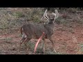 30 Bow Hunting Kill Shots 4K Slow Motion