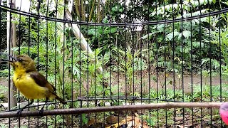 Download lagu PANCING SOGON BAHAN DENGAN SUARA SOGON INI || DIJAMIN LANGSUNG BUNYI IKUT GACOR mp3