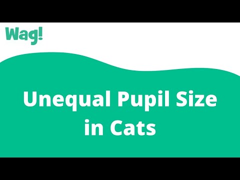 Unequal Pupil Size in Cats | Wag!