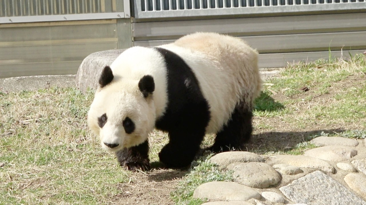 タンタンが出てくるまでのドキドキ感を味わう。 やってきた瞬間から可愛い♥ ずっと心の中で生きている。 #かわいい #パンダ #神戸市 #王子動物園