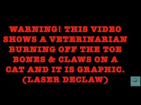 City the Kitty The Awful Truth About Laser Declawing