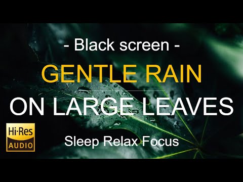 Black Screen | Rain on Large Leaves, Rain Sound Sleep in Minutes | Rain White Noise | Hi-Res audio
