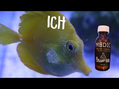 Reef safe Ich treatment medic from Polyplab