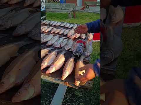 Pesca de hoy Madariaga  22/7/26se activó el peje hoy ingreso Agustín yony y julio  hermosa pesca