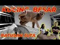 KUCING BESAR RATUSAN JUTA