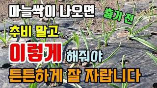 마늘싹이 나오면 춥기전 이렇게 해줘야 죽지 않고 튼튼하게 잘 자랍니다 싹 잘 나오게 하려면