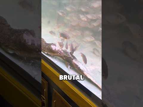 Giant Salamander vs. Swarm of Piranhas! 🦎🐟