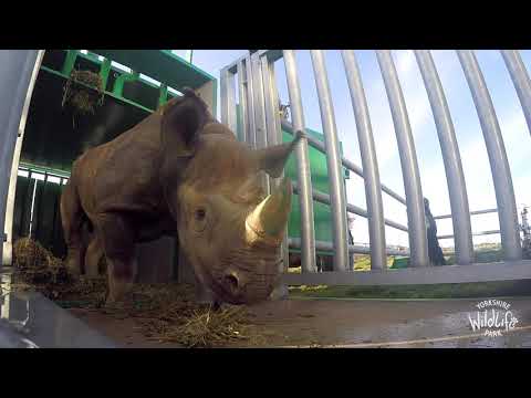 Najuma the Black Rhino Arrives at YWP