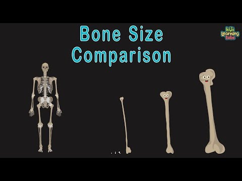 Universe Size Comparison Bone Size Comparison