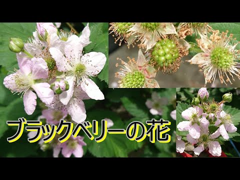 ブラッククロウベリー 植物