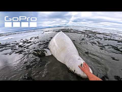 Beluga Whale Rescued by Kind Kayakers