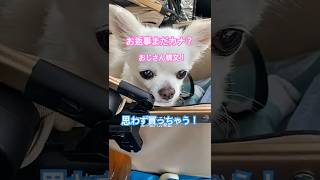 思わず買ってしまう#コンビニドリンク#シニア犬との暮らし #チワワ #犬の散歩