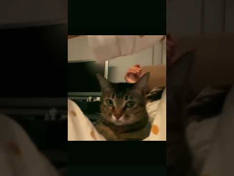 #cat #short Funny moments for cats😜#cat #kitty #catsoftiktok #catlover #funnyca