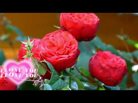 Музыка. Релакс. Relax ❤️💋 Lovesong.