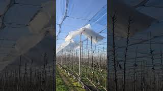 Automated Rain Cover Structure being deployed over a UFO Style Cherries