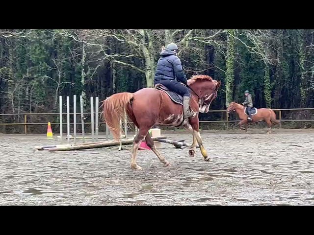 A vendre Hongre 6 ans pour CSO, CCE ou Hunter