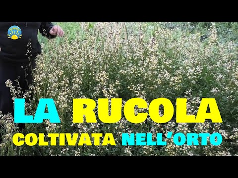 LA RUCOLA, l'infestante FACILE da COLTIVARE per un ORTO BIOLOGICO EFFICIENTE e SOSTENIBILE!