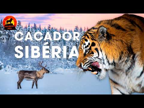 REINO GELADO DA SIBÉRIA | O Mistério dos Grandes Predadores | Documentários animais