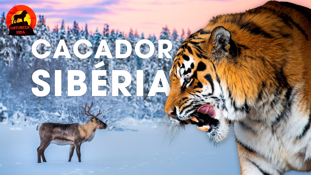REINO GELADO DA SIBÉRIA | O Mistério dos Grandes Predadores | Documentários animais
