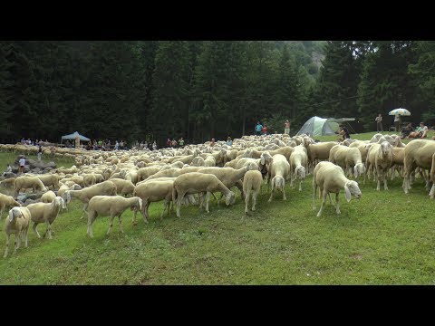 La Transumanza, quasi mille pecore a Valcanale