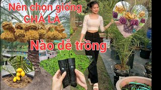 Download the video "mua giống chà là nào dễ trồng #chalanuoicaymo @0915061058 @0358392227"
