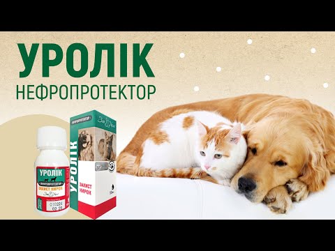 Відео превʼю