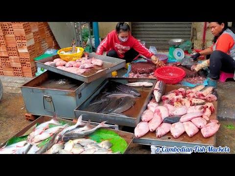 Amazing Fish Market Site in Phnom Penh-Cambodia [Cambodian Fish Markets]