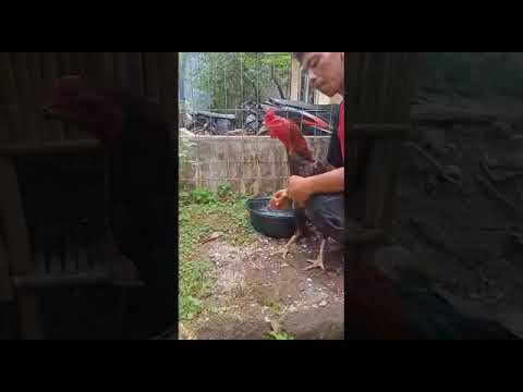 Tips cara memandikan ayam airan pertama //