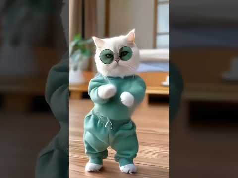 Meow fun cat dance #cat #midhuna #meow #catlover #meaow #rabbit