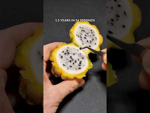 1.5 years in 54 seconds - Dragon fruit cactus timelapse