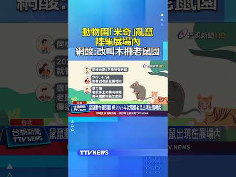 動物園「米奇」亂竄陸龜展場內 網酸：改叫木柵老鼠園 #木柵動物園 #米奇 #老鼠