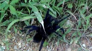 preview picture of video 'Purple bird-catcher tarantula spider.wmv'