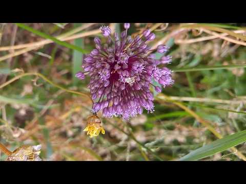 Allium ampeloprasum - wild leek שום גבוה