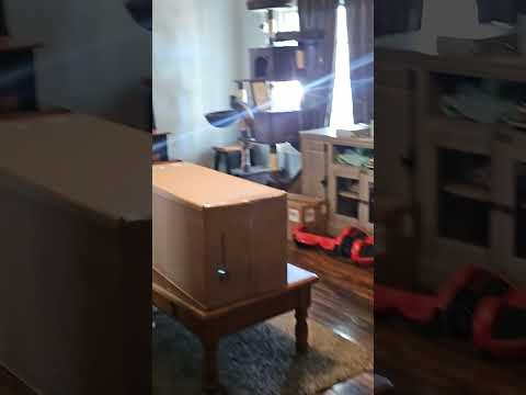 hyper boy #cats #catvideos #crazycat #hypercat #sillycats #funnycats #sweetcat #the4catcrew