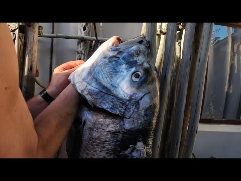 Africas Toughest Fish | What does it take to master the Musselcracker?