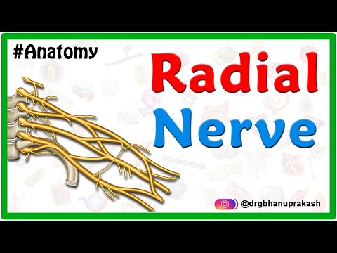 Radial nerve Anatomy USMLE- Origin, Course, innervation, Saturday night palsy, Wartenberg’s syndrome