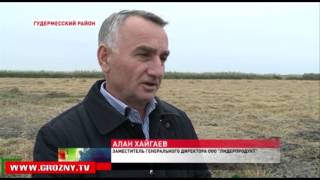 Чеченские аграрии завершают уборку риса