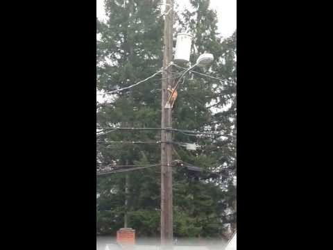 Cat climbing down a power pole