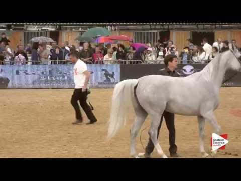 N.80 EKS SHAKIRA - Menton 2016 - Mares 4-6 years old (Class 4)